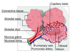 Alveolus (plural, alveoli) 
