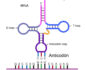 Anticodon