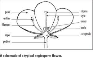 Angiosperm