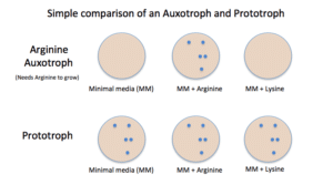 Auxotroph