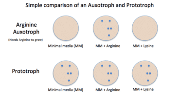 Auxotroph